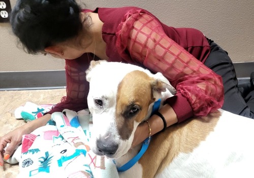 The Ultimate Guide to Bringing Your Pet to Wellness Events in Pasco, Washington